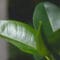 Cómo cuidar el árbol del caucho (Ficus elastica)