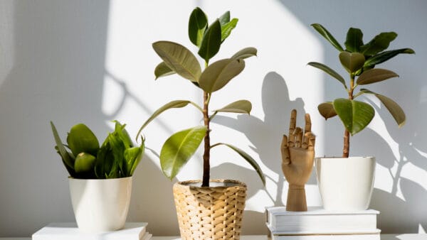 Cómo cuidar el árbol del caucho (Ficus elastica)