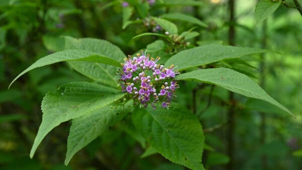 Cómo cuidar el arbusto de las perlas (Callicarpa bodinieri)