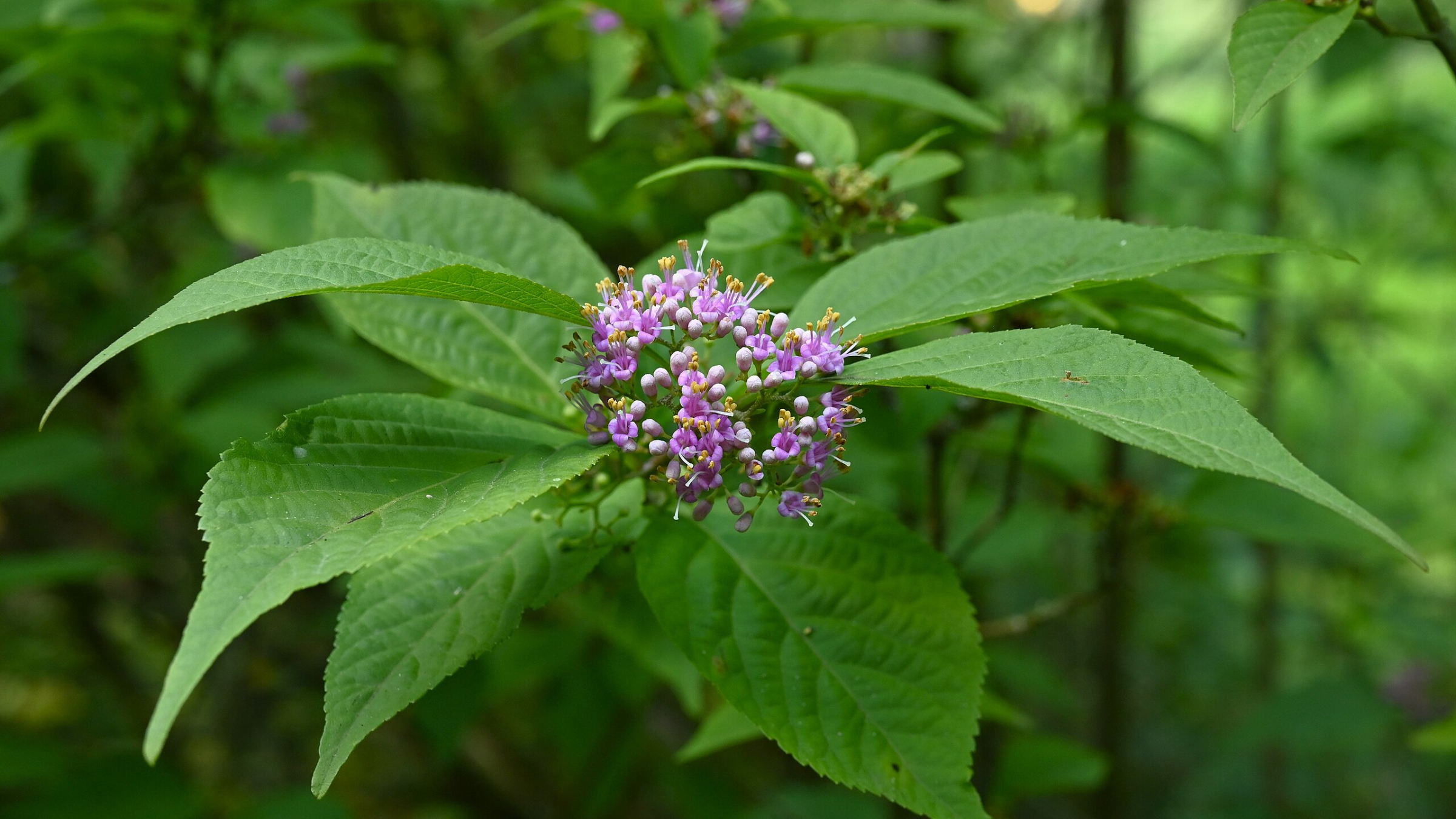 Arbusto de las perlas (Callicarpa bodinieri)