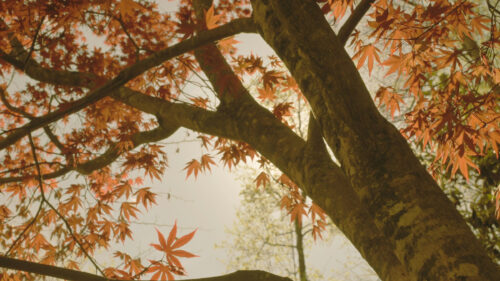 Cómo cuidar el arce japonés (Acer palmatum)