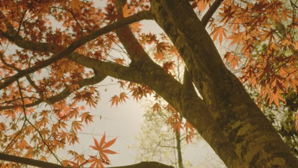 Cómo cuidar el arce japonés (Acer palmatum)