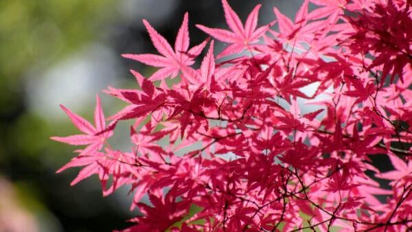 Cómo cuidar el arce japonés (Acer palmatum)