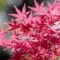 Cómo cuidar el arce japonés (Acer palmatum)