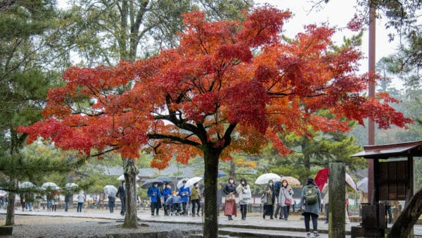 Cómo cuidar el arce japonés (Acer palmatum)