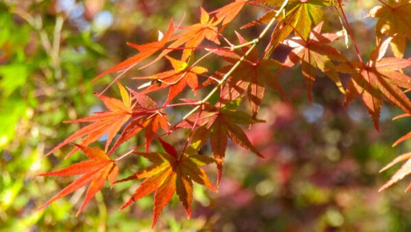 Cómo cuidar el arce japonés (Acer palmatum)