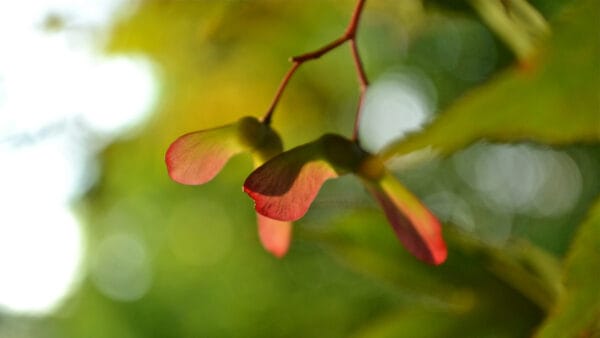 Cómo cuidar el arce japonés (Acer palmatum)