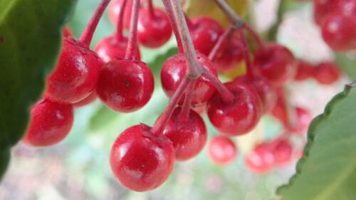 Cómo cuidar la ardisia roja (Ardisia crenata)
