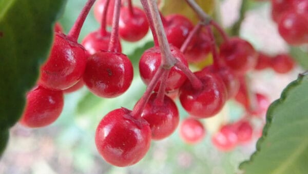Cómo cuidar la ardisia roja (Ardisia crenata)