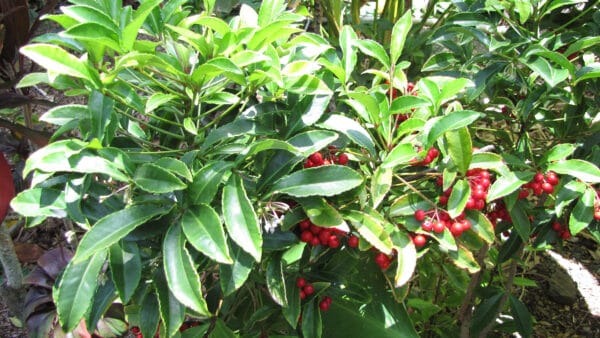 Cómo cuidar la ardisia roja (Ardisia crenata)