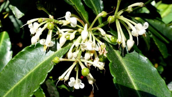 Cómo cuidar la ardisia roja (Ardisia crenata)