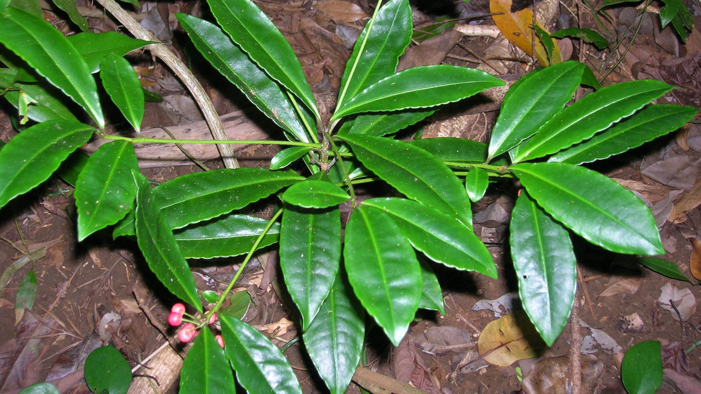 Ardisia roja (Ardisia crenata)