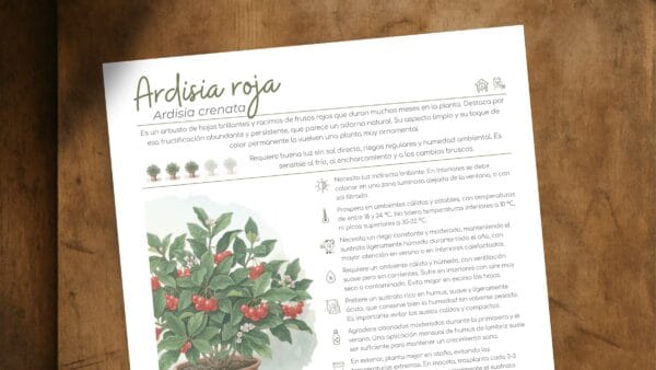 Cómo cuidar la ardisia roja (Ardisia crenata)