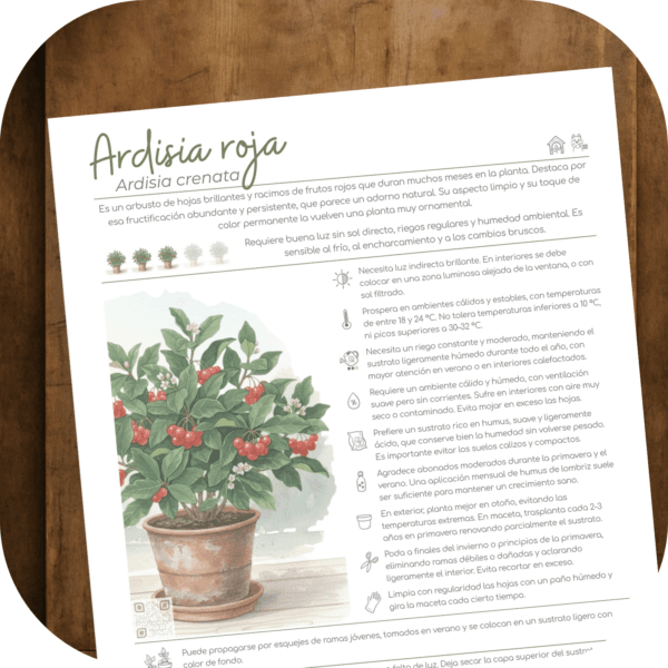 Cómo cuidar la ardisia roja (Ardisia crenata)