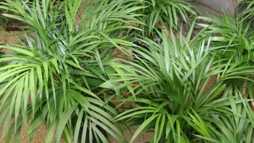 Cómo cuidar la areca (Chrysalidocarpus lutescens)