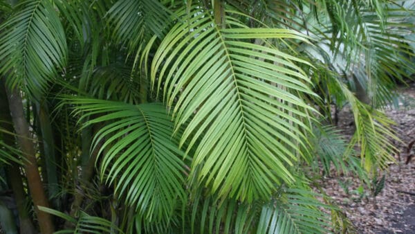Cómo cuidar la areca (Chrysalidocarpus lutescens)