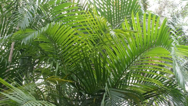 Cómo cuidar la areca (Chrysalidocarpus lutescens)