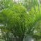 Cómo cuidar la areca (Chrysalidocarpus lutescens)
