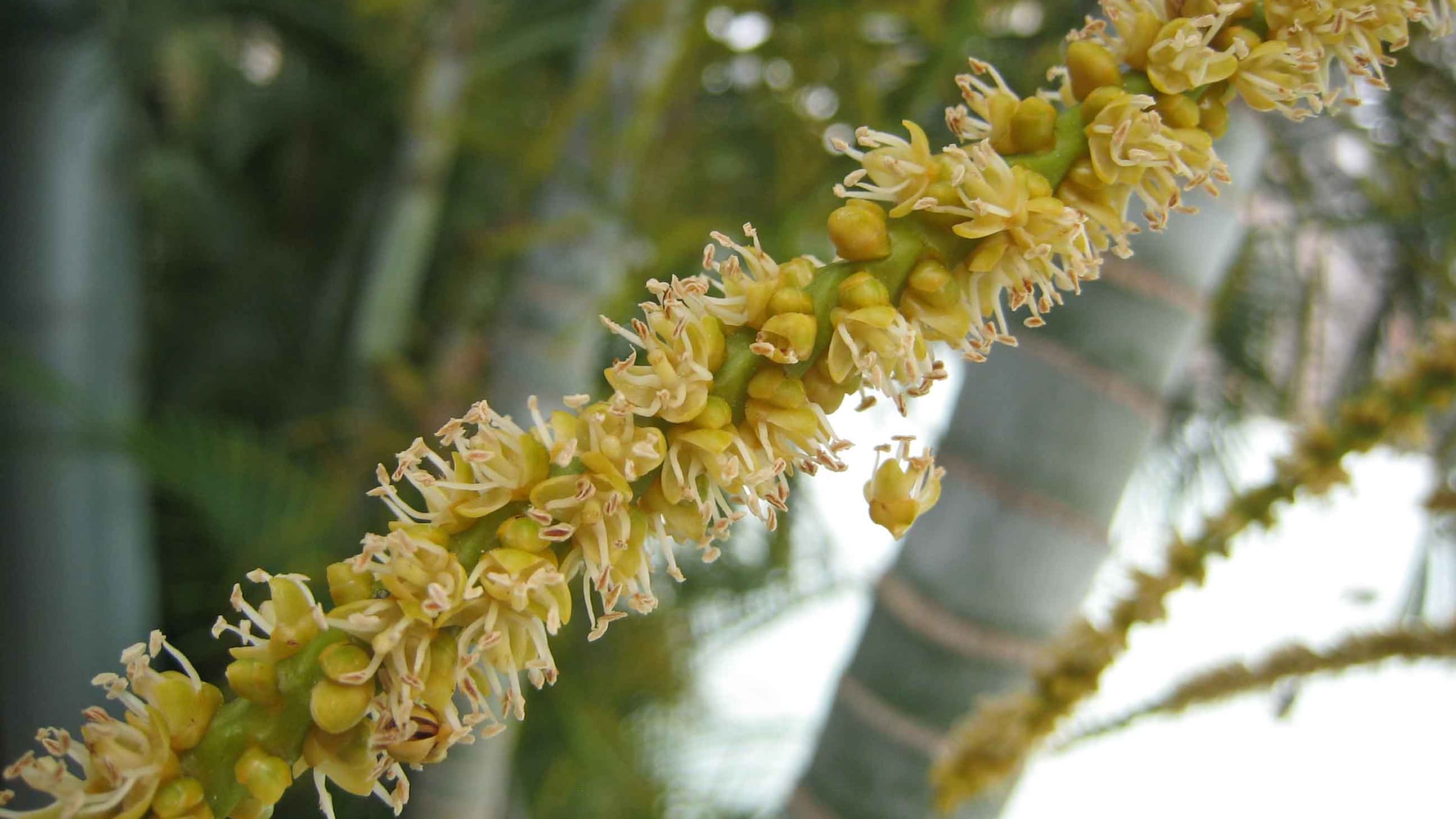 Areca (Chrysalidocarpus lutescens)