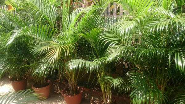 Cómo cuidar la areca (Chrysalidocarpus lutescens)