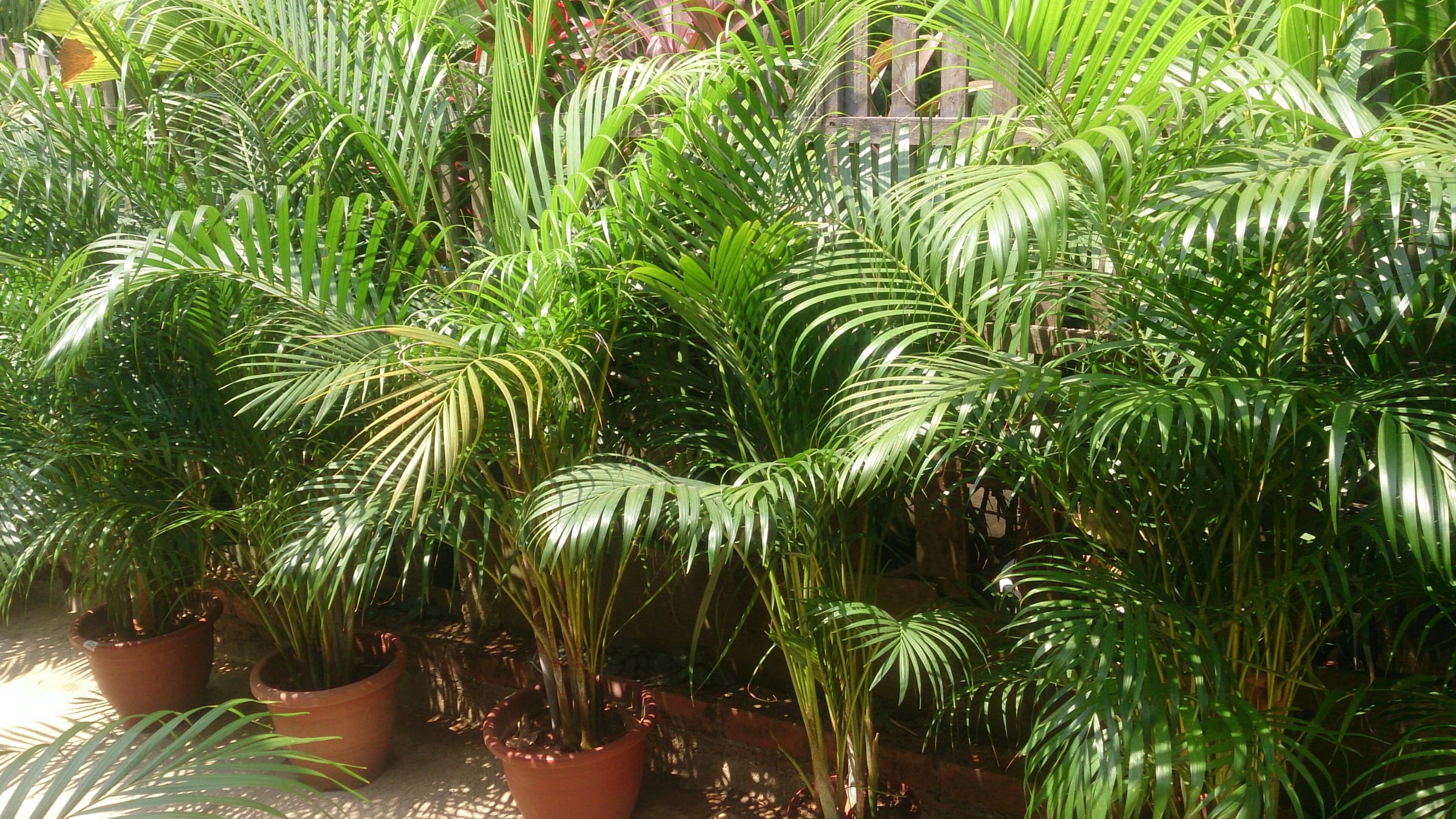 Areca (Chrysalidocarpus lutescens)