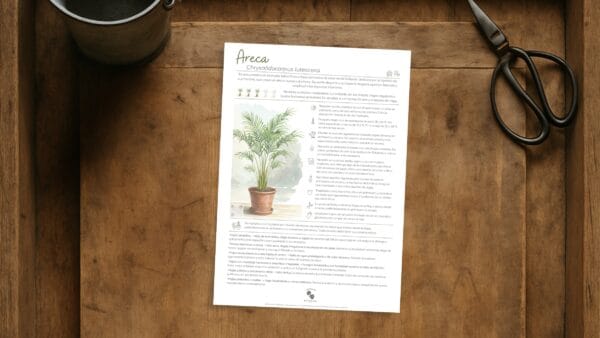 Cómo cuidar las plantas de interior (10 plantas de interior pet friendly)