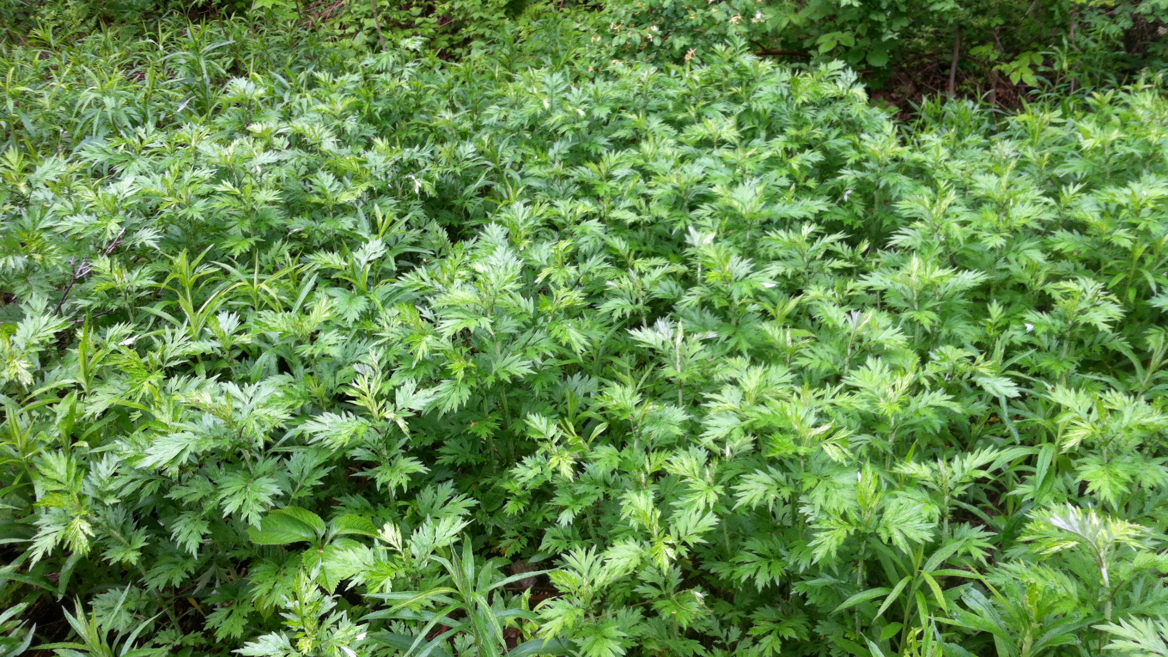 Artemisa (Artemisia vulgaris)