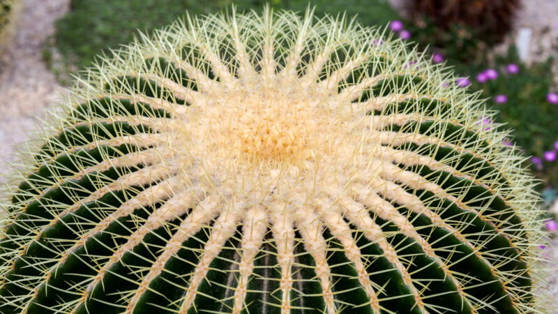 Cómo cuidar el asiento de suegra (Echinocactus grusonii)