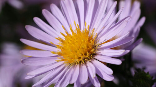 Cómo cuidar el áster de nueva inglaterra (Symphyotrichum novae-angliae)