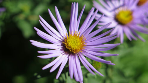 Cómo cuidar el áster de nueva york (Symphyotrichum novi-belgii)