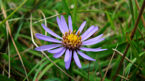 Cómo cuidar el áster de otoño (Aster amellus)