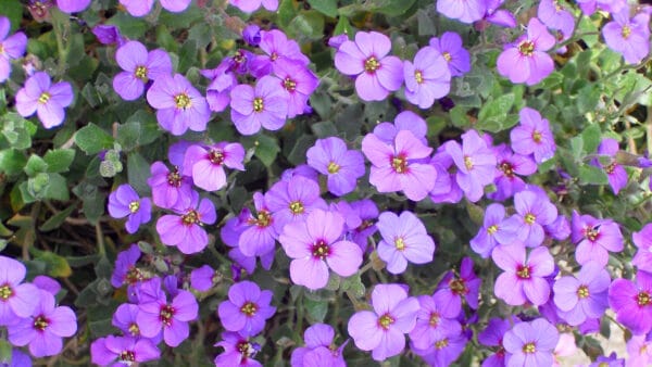 Cómo cuidar la aubrieta (Aubrieta deltoidea)