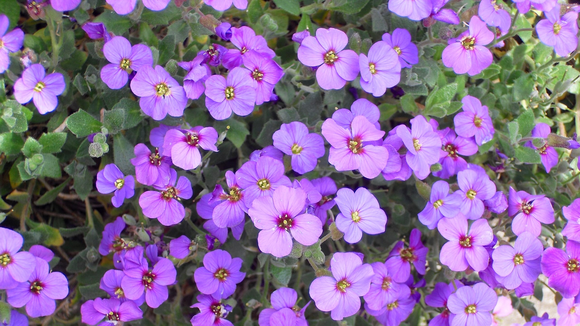 Aubrieta (Aubrieta deltoidea)