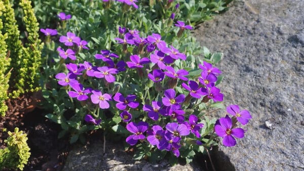 Cómo cuidar la aubrieta (Aubrieta deltoidea)