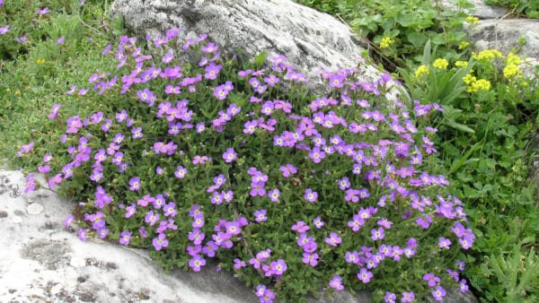 Cómo cuidar la aubrieta (Aubrieta deltoidea)