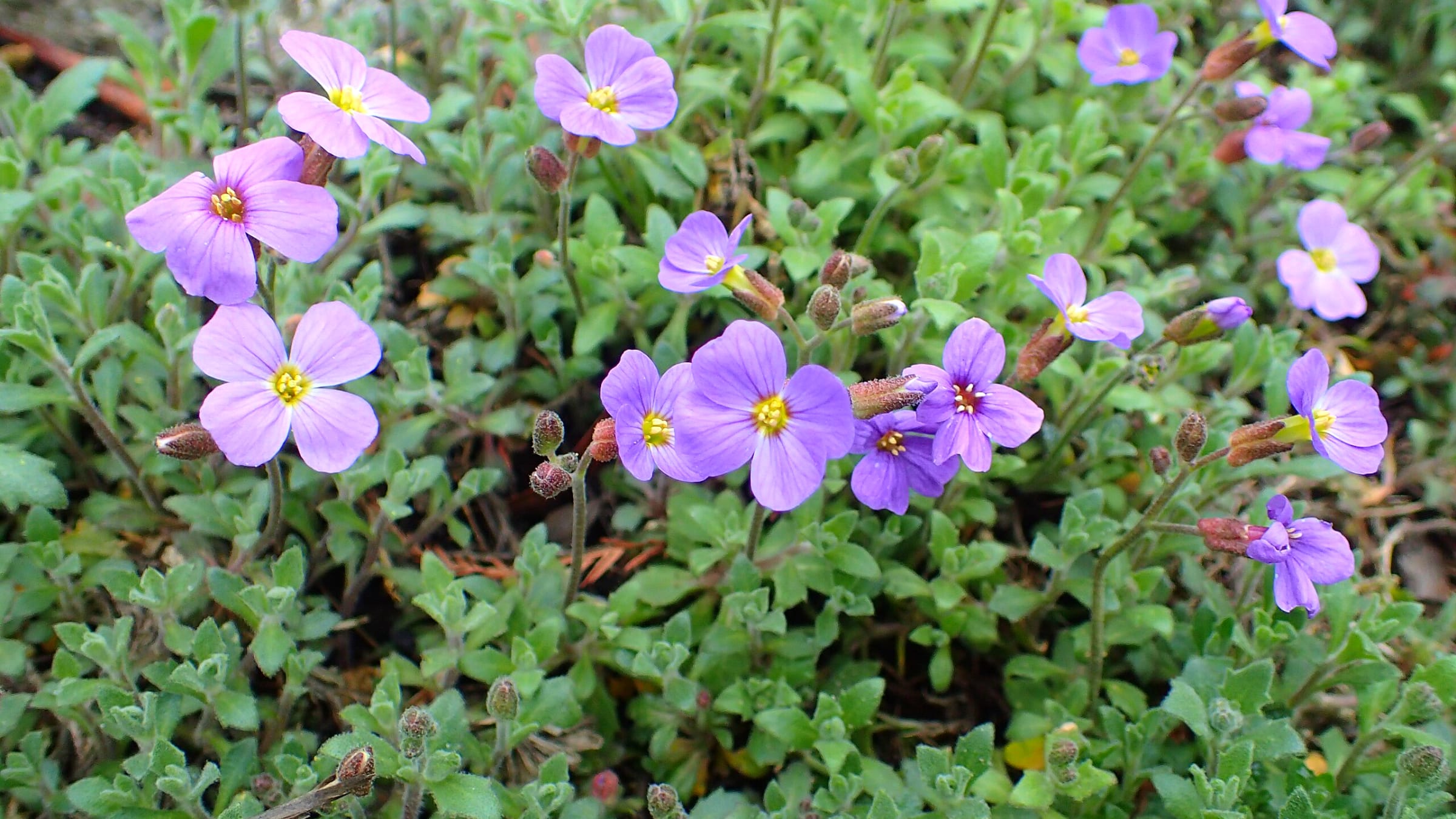 Aubrieta (Aubrieta deltoidea)