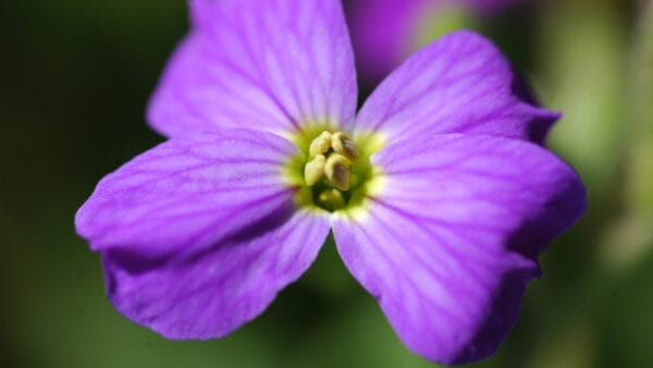 Cómo cuidar la aubrieta (Aubrieta deltoidea)