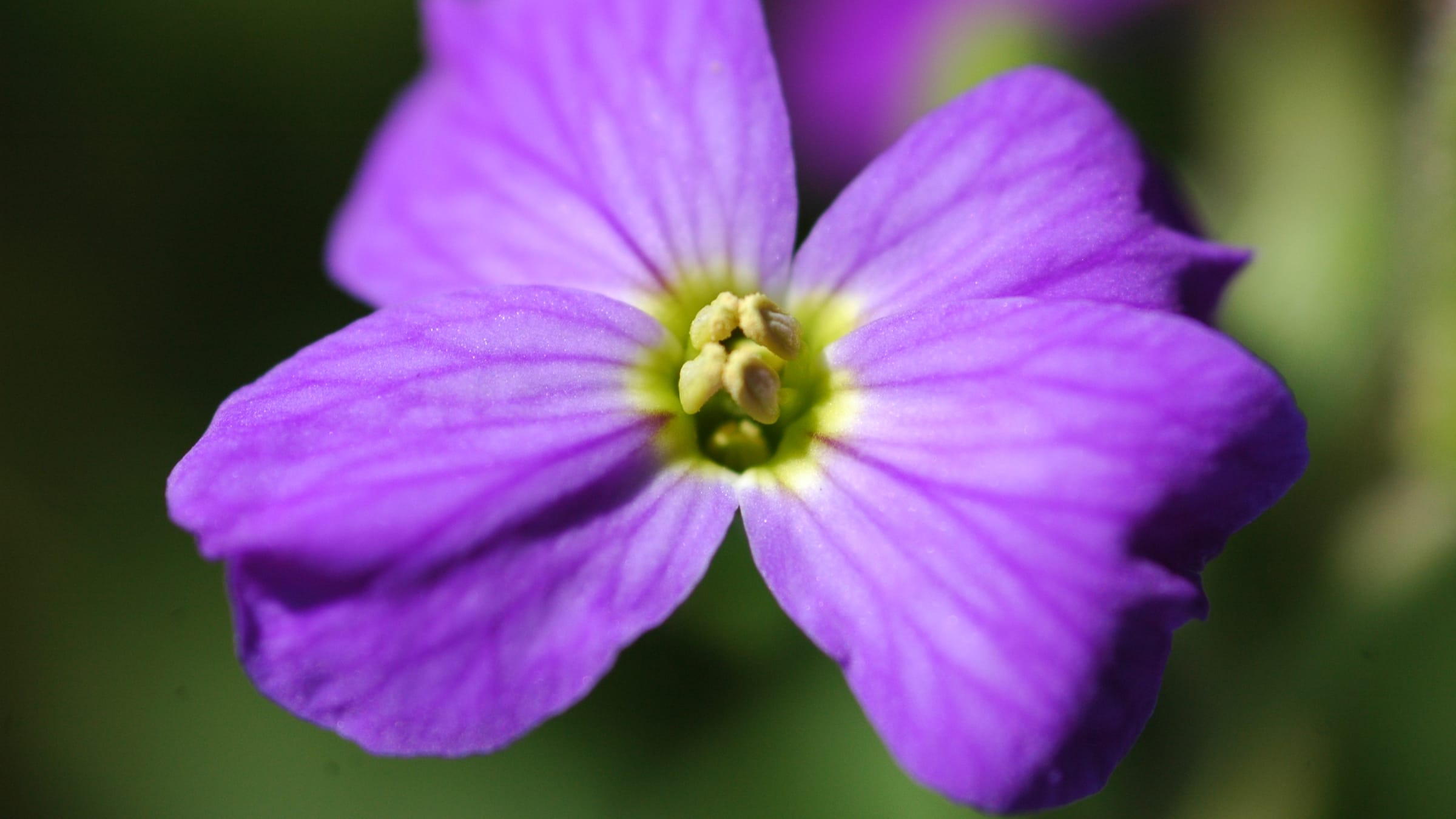 Aubrieta (Aubrieta deltoidea)