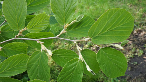 Cómo cuidar el avellano de bruja (Hamamelis mollis)