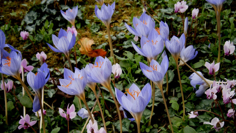 Cómo cuidar el azafrán de otoño (Crocus speciosus)