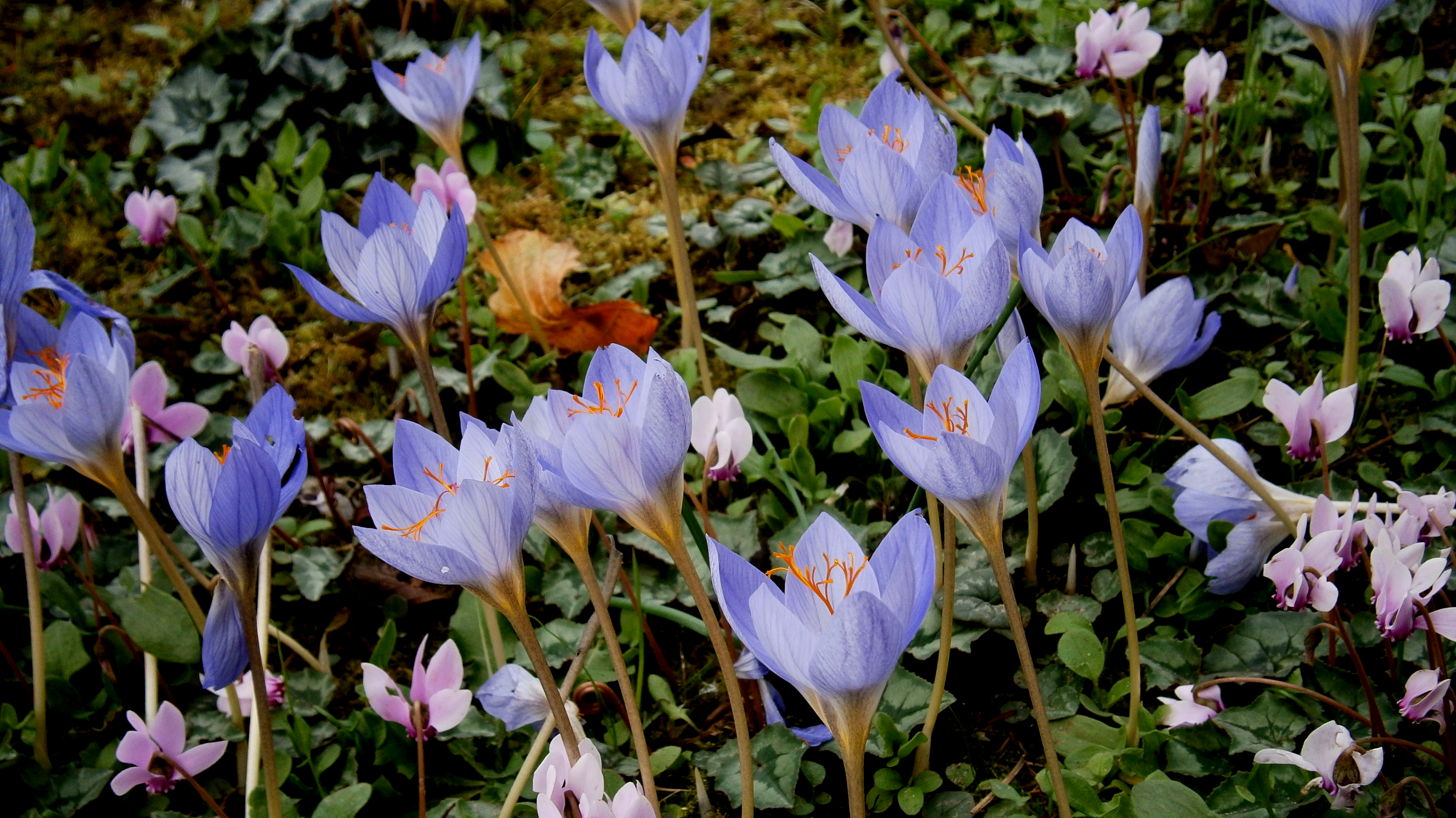 Azafrán de otoño (Crocus speciosus)
