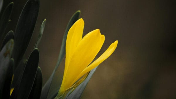Cómo cuidar el azafrán silvestre (Sternbergia lutea)