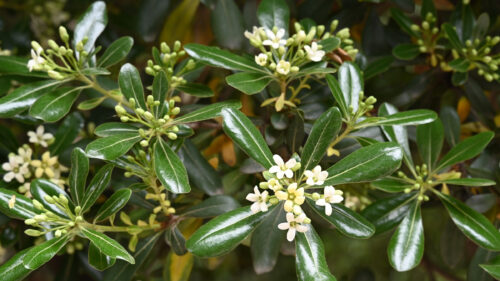 Cómo cuidar el azahar de la china (Pittosporum tobira)