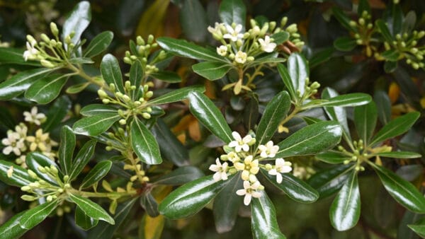 Cómo cuidar el azahar de la china (Pittosporum tobira)