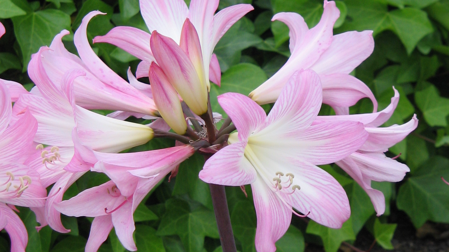 Azucena rosa (Amaryllis belladonna)