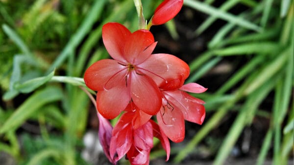 Cómo cuidar la azucenilla escarlata (Hesperantha coccinea)