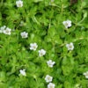 Cómo cuidar la bacopa (Bacopa monnieri)