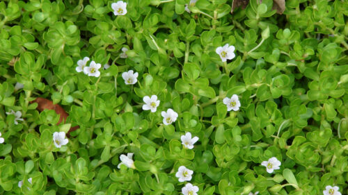 Cómo cuidar la bacopa (Bacopa monnieri)