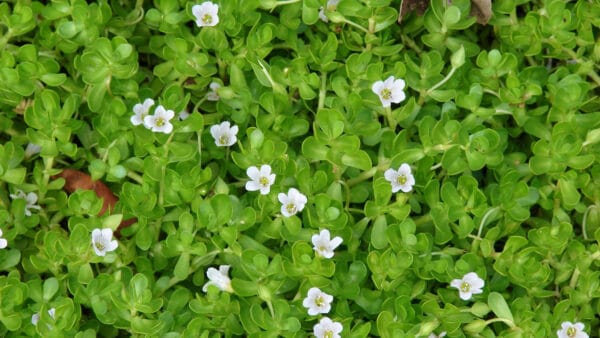 Cómo cuidar la bacopa (Bacopa monnieri)