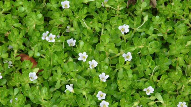 Cómo cuidar la bacopa (Bacopa monnieri)